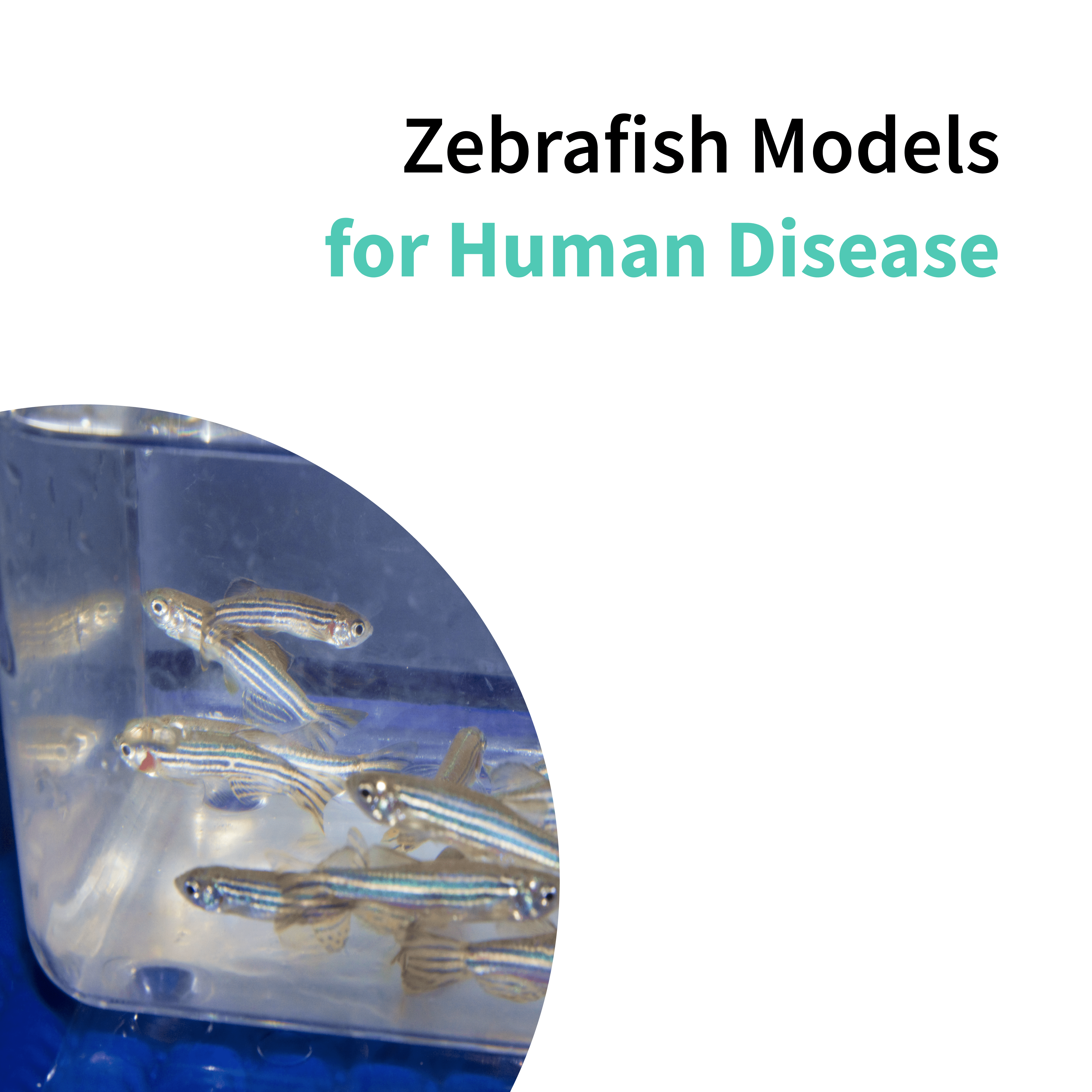Zebrafish model for human disease Biobide